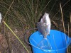 Kalgan river bream